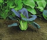 Just Seed - Gemüse - Pak Choi - Red F1 - 600 Samen